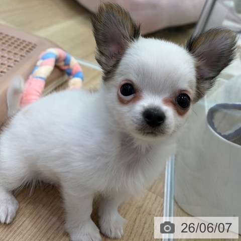 チワワの写真