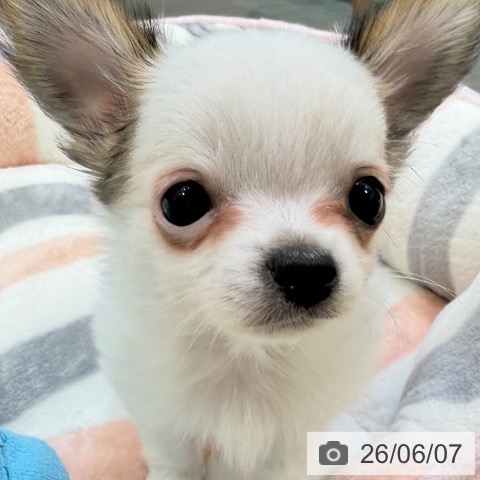 チワワの写真