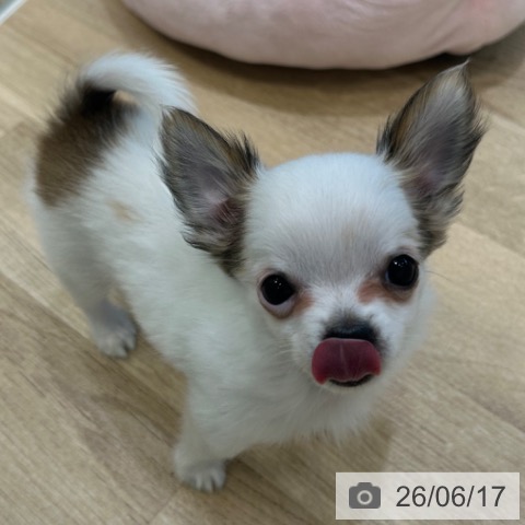 チワワの写真