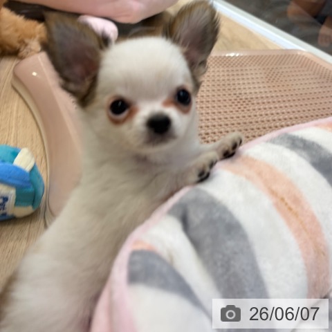 チワワの写真