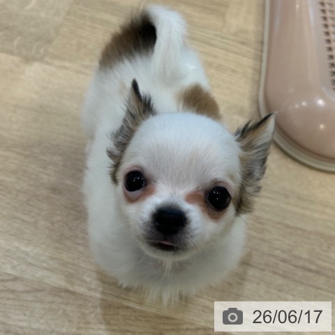 チワワの写真