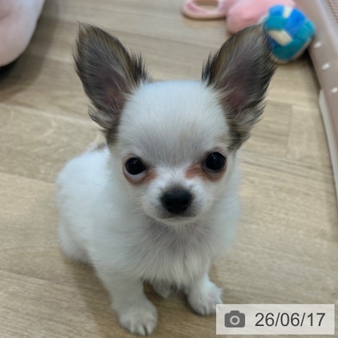チワワの写真