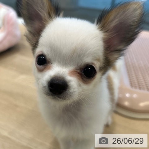 チワワの写真