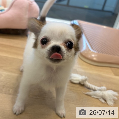 チワワの写真