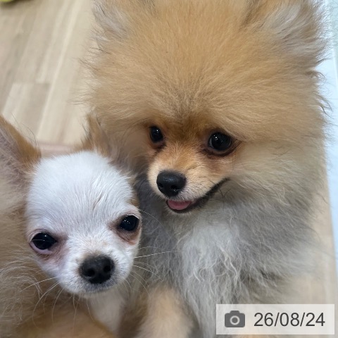 チワワの写真