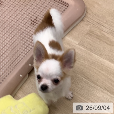チワワの写真