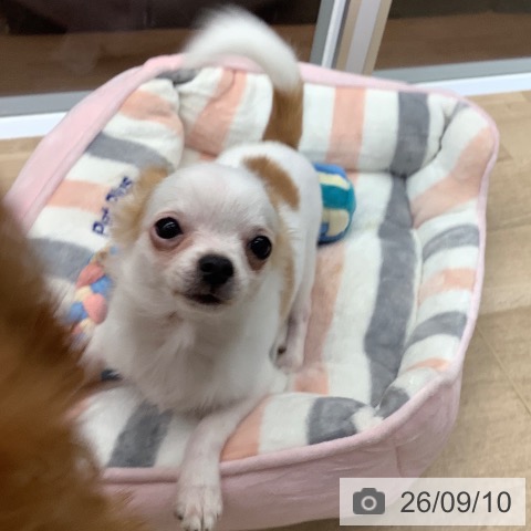 チワワの写真