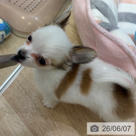 チワワの写真