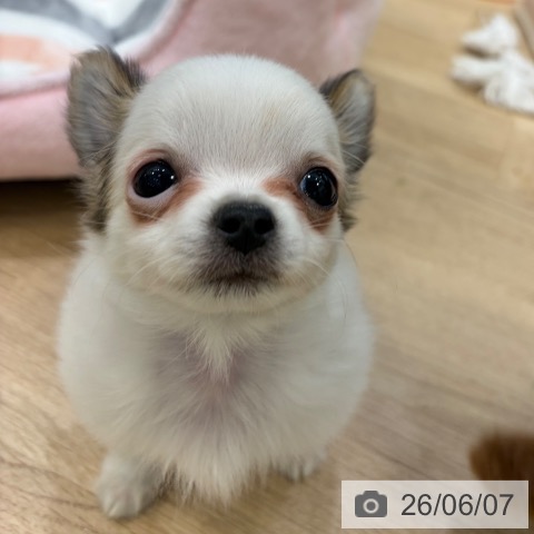 チワワの写真