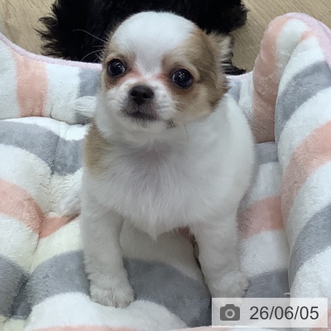 チワワの写真