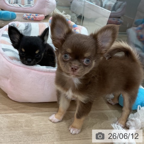 新潟県のチワワ(ロング) (ペットプラス 新潟南店/2026年4月5日生まれ/男の子/チョコレートタン)の子犬の3枚目の画像