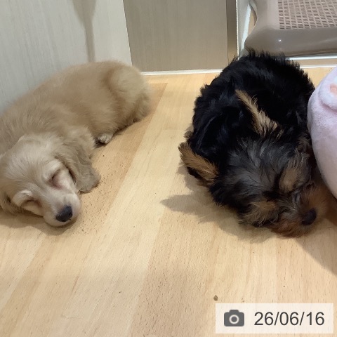 奈良県のヨークシャーテリア (ペットプラス 大和郡山店/2026年4月1日生まれ/女の子/スチールブルータン)の子犬の3枚目の画像