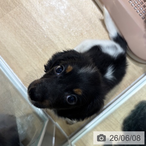 ミニチュア・ダックスフンドの写真