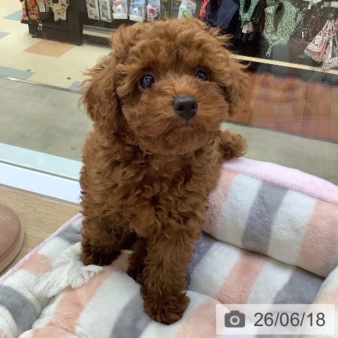 兵庫県のトイプードル(トイ) (ペットプラス 明石店/2026年4月8日生まれ/男の子/レッドフォーン)の子犬の3枚目の画像