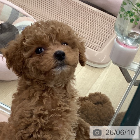 大阪府のトイプードル(トイ) (ペットプラス りんくう泉南店/2026年4月8日生まれ/男の子/レッドフォーン)の子犬の4枚目の画像