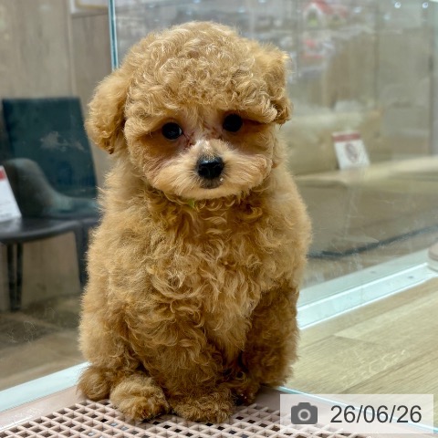 大阪府のトイプードル(トイ) (ペットプラス イオン大日店/2026年4月8日生まれ/男の子/オレンジフォーン)の子犬の3枚目の画像