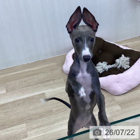 神奈川県のイタリアングレーハウンド (ペットプラス 相模原並木店/2026年4月9日生まれ/女の子/ブルーホワイト)の子犬の4枚目の画像