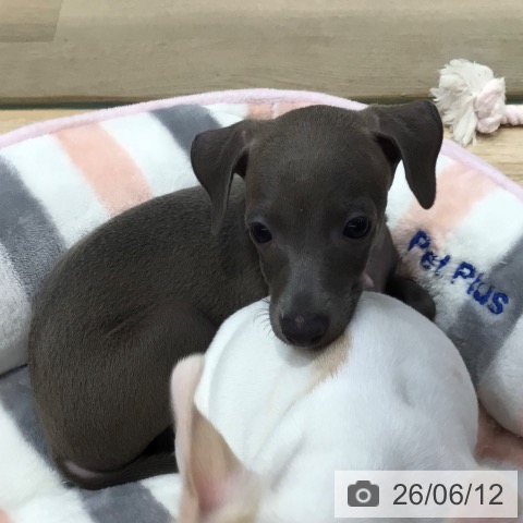東京都のイタリアングレーハウンド (ペットプラス 日の出店/2026年4月9日生まれ/男の子/ブルーホワイト)の子犬の4枚目の画像