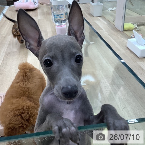 東京都のイタリアングレーハウンド (ペットプラス 日の出店/2026年4月9日生まれ/男の子/ブルーホワイト)の子犬の3枚目の画像