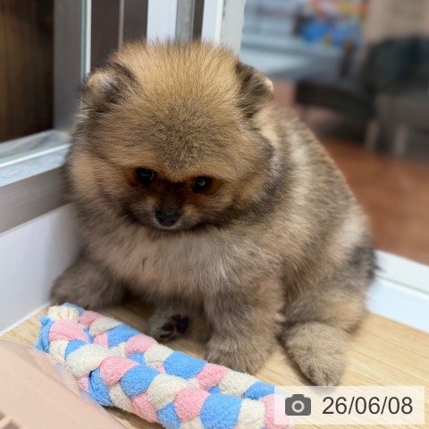 ポメラニアンの写真