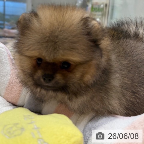 ポメラニアンの写真
