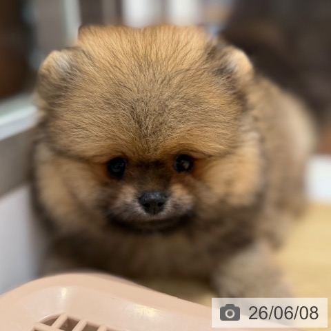 ポメラニアンの写真