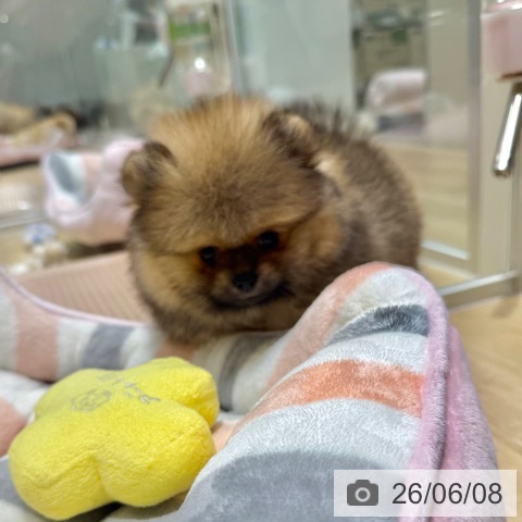 ポメラニアンの写真