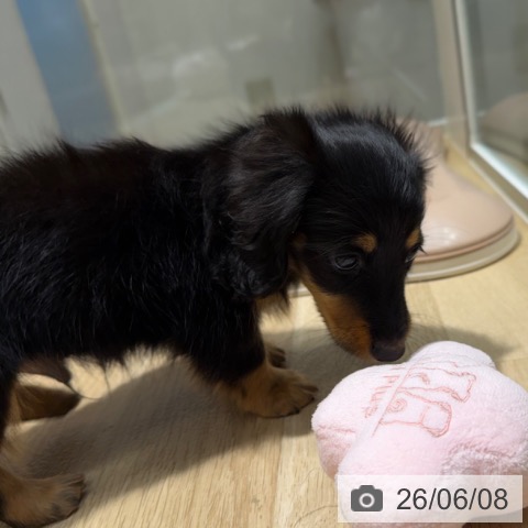 ミニチュア・ダックスフンドの写真