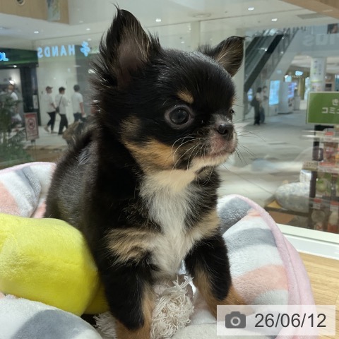 神奈川県のチワワ(ロング) (ペットプラス 湘南平塚店/2026年4月10日生まれ/女の子/ブラックタンホワイト)の子犬の4枚目の画像