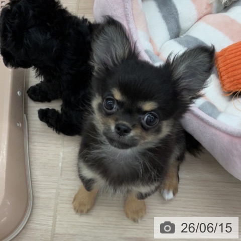 埼玉県のチワワ(ロング) (ペットプラス 上尾店/2026年4月4日生まれ/男の子/ブラックタン)の子犬の3枚目の画像