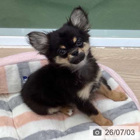 埼玉県のチワワ(ロング) (ペットプラス 上尾店/2026年4月4日生まれ/男の子/ブラックタン)の子犬の4枚目の画像