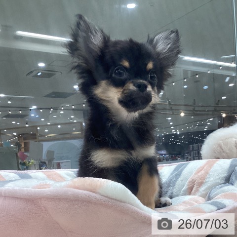 埼玉県のチワワ(ロング) (ペットプラス 上尾店/2026年4月4日生まれ/男の子/ブラックタン)の子犬の3枚目の画像