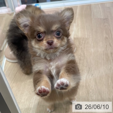 チワワの写真
