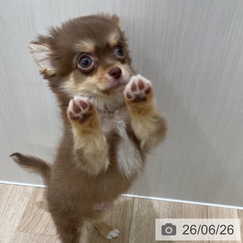 神奈川県のチワワ(ロング) (ペットプラス 天王町店/2026年4月9日生まれ/男の子/チョコレートタン)の子犬の4枚目の画像