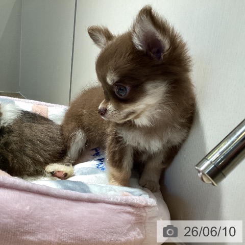 チワワの写真