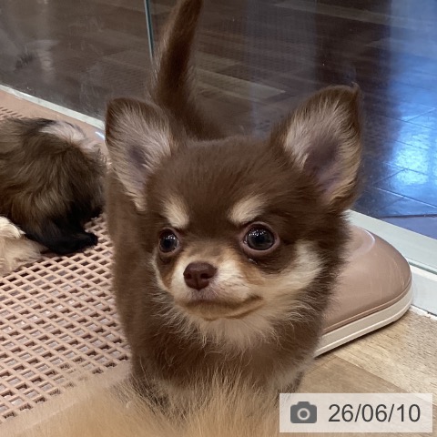 チワワの写真