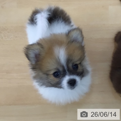 ポメラニアンの写真