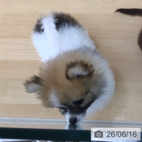 青森県のポメラニアン (ペットプラス 青森浜田店/2026年4月7日生まれ/男の子/パーティーカラー)の子犬の3枚目の画像