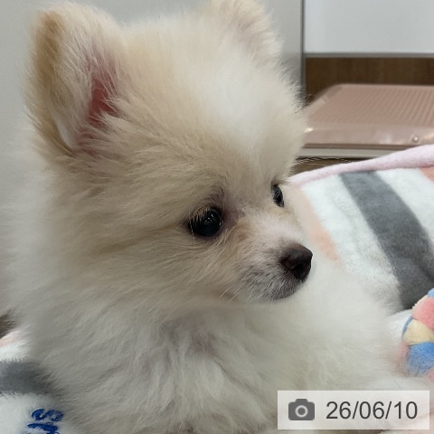 ポメラニアンの写真