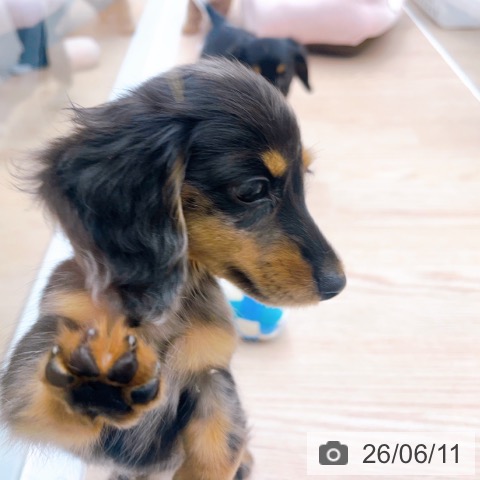 カニーンヘン・ダックスフンドの写真