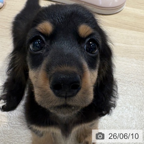 ミニチュア・ダックスフンドの写真