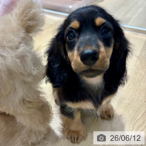 ミニチュア・ダックスフンドの写真