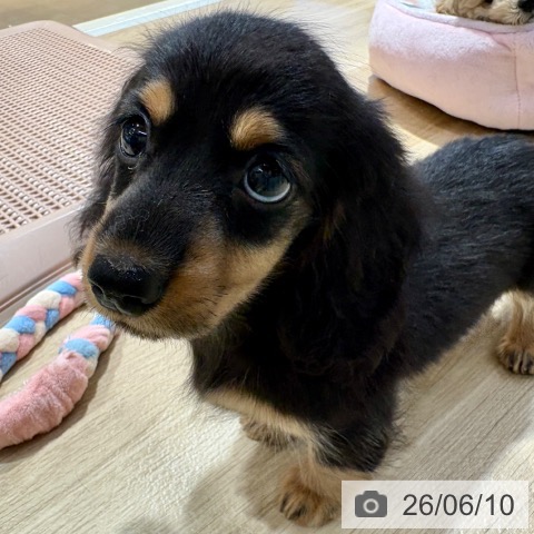 ミニチュア・ダックスフンドの写真