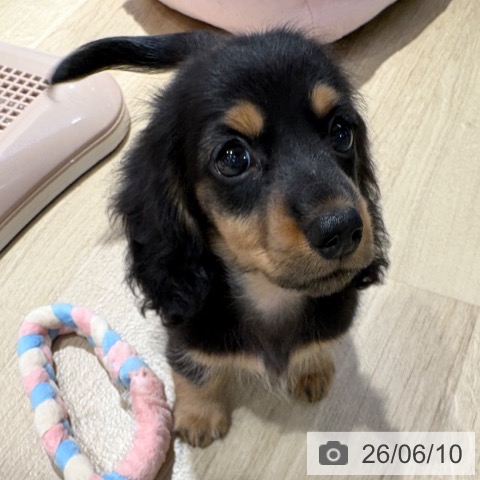ミニチュア・ダックスフンドの写真