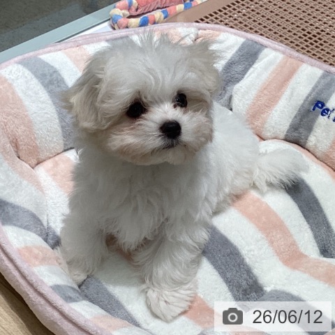 マルチーズの写真