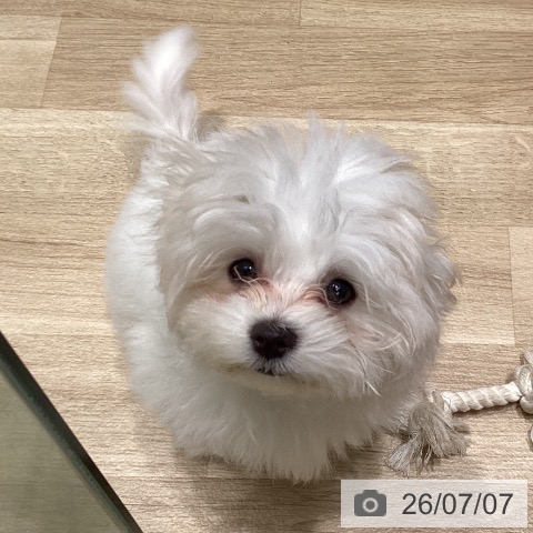 マルチーズの写真
