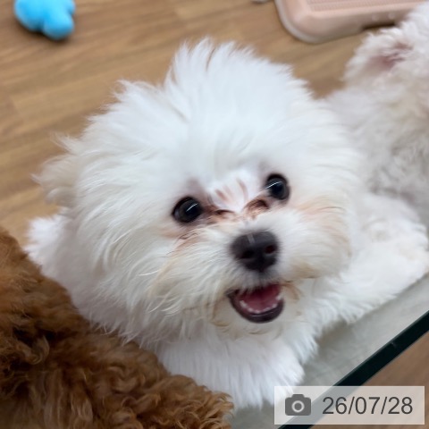 マルチーズの写真