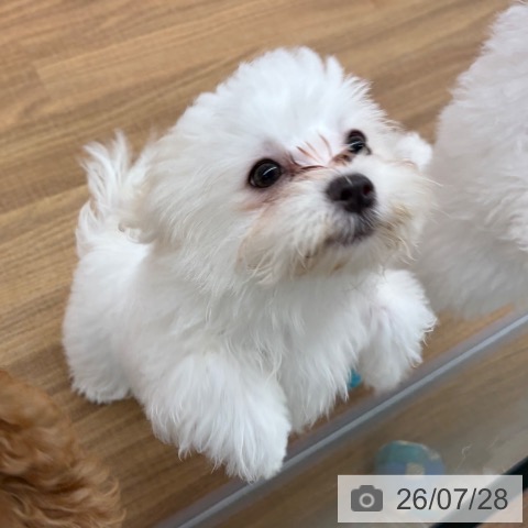 マルチーズの写真