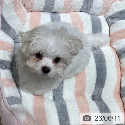 マルチーズの写真