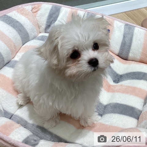 マルチーズの写真
